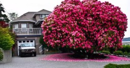 世上最美的10棵树, 有一棵在中国陕西!